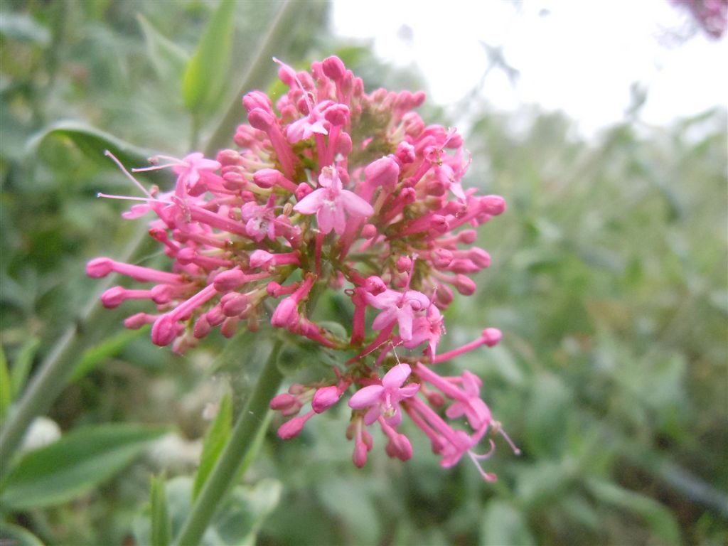 Centranthus ruber